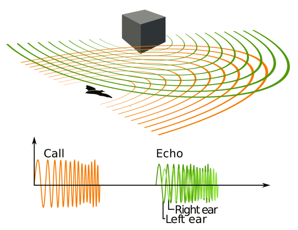 Echolocation of a bat based on transmission, reflection and reception of ultrasound. (Image: Petteri Aimonen, Wikipedia)