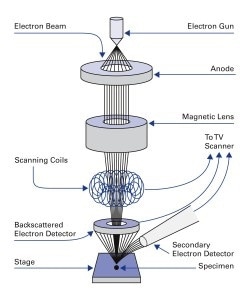 Principal design of a scanning electron microscope. (SEM) (Image: PI)
