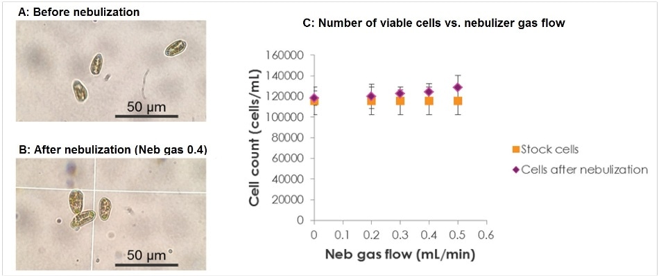 Light microscopy of Cryptomonas ovata cells (A) before nebulization and (B) after nebulization, using a nebulizer gas flow of 0.4 L/min and a sample uptake rate of 0.04 mL/min;. (C) the number of viable (i.e. undamaged) cells before and after nebulization at different nebulization gas flow rates.