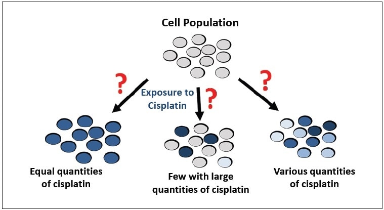 Possible results of cisplatin uptake by a population of cells.