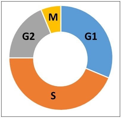 Phases of the cell cycle. G1 is the first growth phase. S is the synthesis phase. G2 is the second growth phase. M is the mitosis phase.