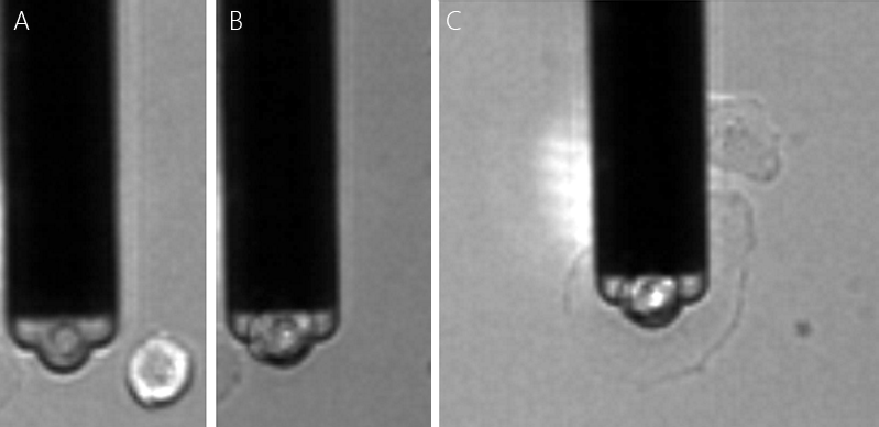 Optical image showing A) a single cell to be picked by a FluidFM probe B) the cell aspired to the cantilever and C) the FluidFM probe with aspired cell during a cell-cell adhesion measurement. Data courtesy of Tanya Konry group, Northeastern University, Boston USA.