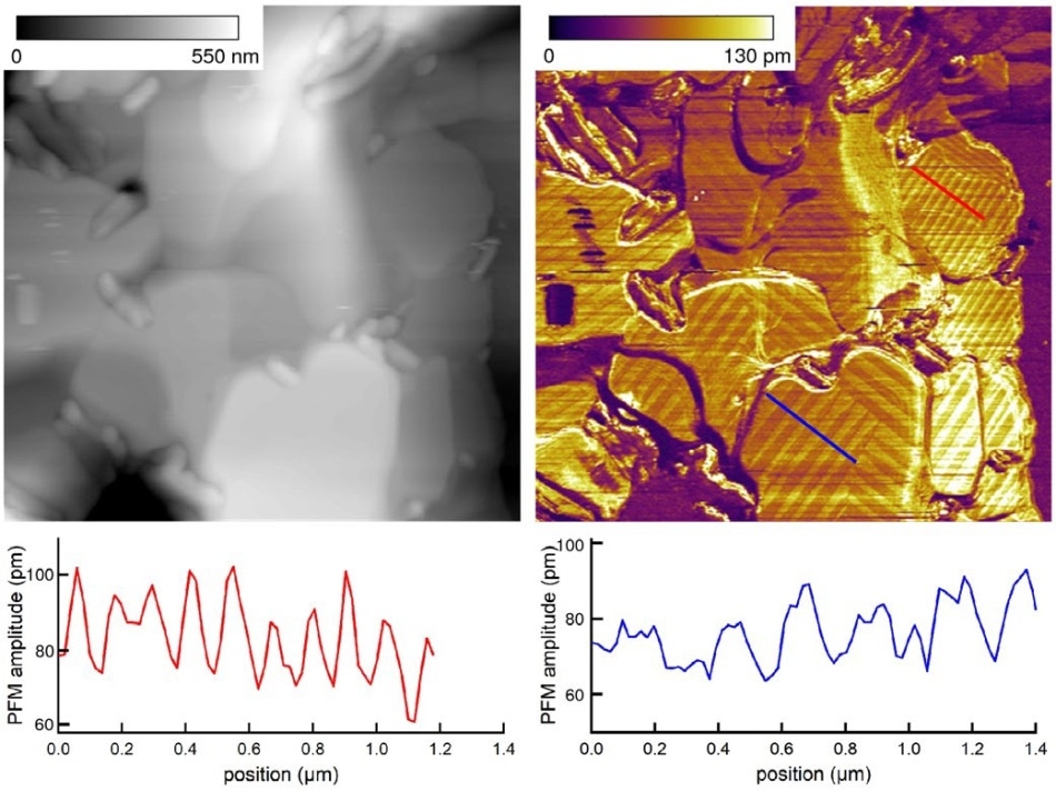 Detecting ferroelasticity Topographic imaging (left) of a MAPbI3 (CH3NH3PbI3) film prepared by solvent annealing revealed micrometer-sized crystalline grains with a terraced structure. The corresponding image of vertical PFM amplitude (right) was acquired at 300 kHz (near resonance) with +2.5 V AC bias. Domains of regularly spaced stripes not present in the topography were observed, with 90° changes in orientation between adjacent domains. Sections across the color-coded lines in the PFM image show that the stripe periodicity varied and ranged from approximately 100 to 350 nm. The results suggest the film was ferroelastic, with a domain structure highly dependent on film texture and thus the specific preparation route. Scan size 7 µm. Acquired on the MFP-3D AFM in a glovebox with nitrogen. Adapted from Ref. 8.