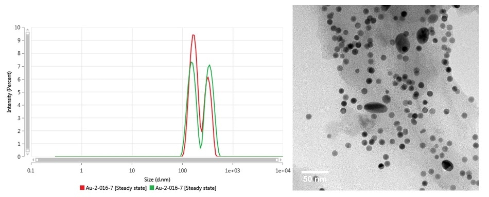 Intensity size distribution (left) as measured by MADLS and TEM (right) of Au-2-016-7