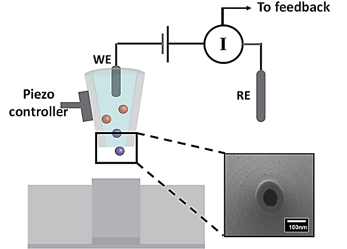 SICM schematic illustration. The scanning probe consisted of a working electrode (WE, Ag/AgCl) back-inserted into a nanopipette. The reference electrode (RE) is placed in the bath solution (i.e., PBS buffer). The nanopipette opening is shown in the zoomed-in scanning electron micrograph. As a potential is applied between the WE and RE, a distance-dependent ion current is generated, based on which a piezoelectric positioner is used to maintain a constant probe-substrate distance during scanning. As a result, topographical information of the sample under study can be obtained.