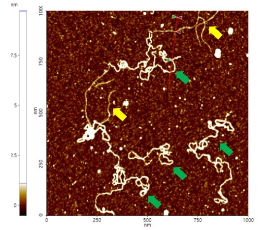 Non-contact mode AFM topography image of plasmids. The segments indicated with yellow arrows have linear structures whereas those with green arrows exhibit supercoiled structures. Scan size 1 x 1 um.