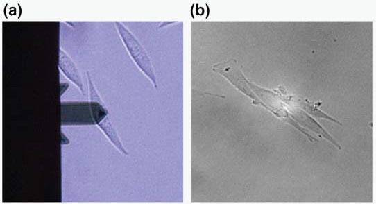 Optical images of L929 cell for AFM (a) and SICM (b). Each probe was positioned at the apex of the single cell.