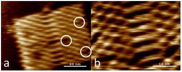 High-speed AFM images of R80 DNA Origami. Both images (256 x 256 pixels) were recorded at 400 lines/second, resulting in a temporal resolution of ~1.6 frames/second. Z-scale in both images is 2 nm.