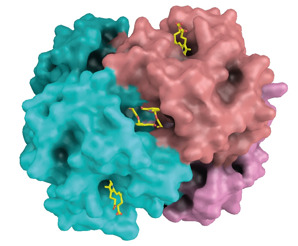 The antisickling agent SAJ-009 binds at the interface between two alpha-globin chains. The alpha-globins are shown in cyan and salmon. Heme groups bind to pockets in the alpha-globin chains (top right and bottom left).