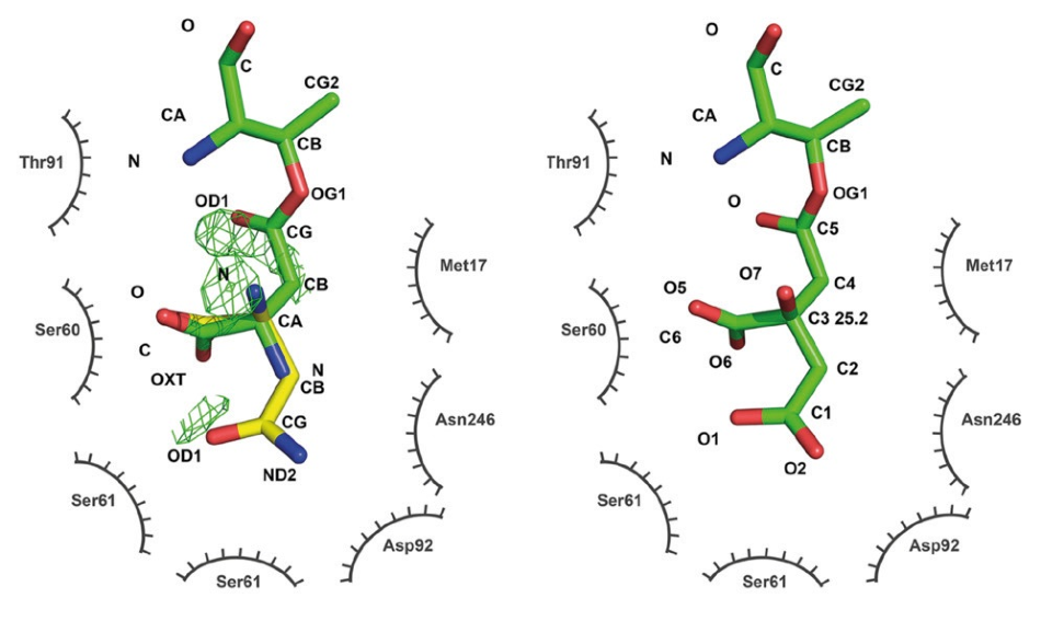 Active site of L-asparaginase. An older structure (PDB code 2HIM, left) was interpreted as showing aspartate covalently bound to threonine 14 (green, catalytic intermediate) with a substrate asparagine overlaid (yellow). Difference density indicates problems with the model. The new structure (PDB code 6NXC, right) reinterprets the ligand density as a covalently bound citrate from the crystallization buffer. No difference density remains after refinement. Figure modified from Lubkowski et al. 2019 (Reference 2, CC BY 4.0).