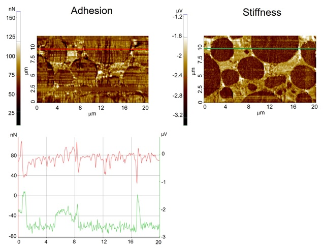 Adhesion (Fig. 2A) and stiffness images (Fig. 2B) acquired froman LIB electrode sample. Line profile (Fig. 2C): Adhesion line profile (red line, y-axis on left) and stiffness line profile (green, y-axis on right).