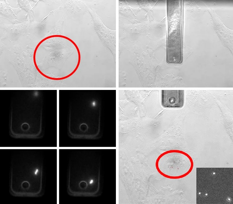 Four phases of virus deposition with a hollow cantilever to study single-cell infection. I. A cell is selected using the optical microscope. II. The hollow cantilever is moved over the cell and brought into gentle contact under force control. III. During deposition, the virions exiting the cantilever are monitored. IV. The number of virions on the cell membrane is counted.