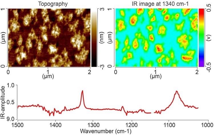AFM topography image (top left), and IR absorption image at 1340 cm-1 (top right) of a monolayer island film of PEG on gold. An AFM-IR spectrum of one of the PEG islands is shown below