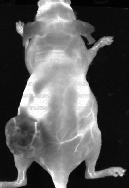 Data from an experiment mouse that had Ovarian tumour (SKOV-3) in the left flank following an IV injection of PbS QDots that have peak emission 1300 nm. The negative contrast in the tumour indicates a tumour barrier preventing contrast perfusion into the tumour. We also clearly see the blood vessels feeding the tumour. Image courtesy of the Preclinical Imaging Laboratory of the National Research Center in Ottawa