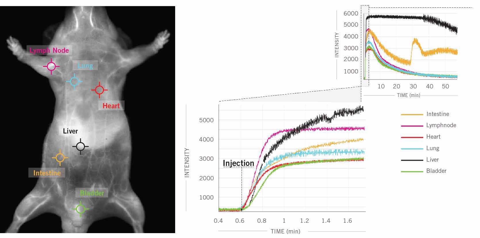 In this example, 6 clicks were used to obtain kinetic curves at 6 different locations (intestine, lymph nodes, heart, lung, liver, bladder) on the mouse’s body for a one hour scan following ICG injection in a male CD1 mouse