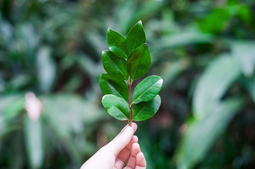 leaf, sustainable, eco-friendly