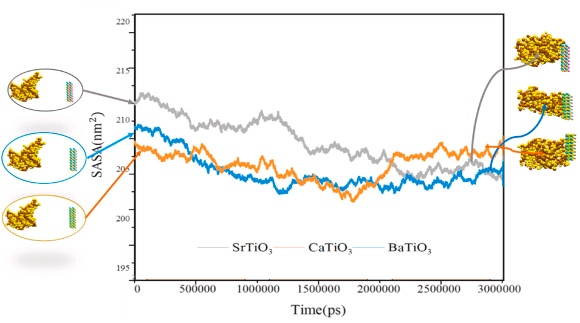 SASA of BaTiO3, CaTiO3, and SrTiO3 for adsorption of the spike protein.
