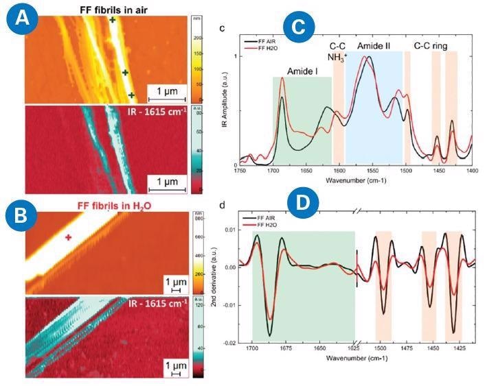 AFM-IR measurement of diphenylalanine (FF) fibrils in air and H2O. morphology and IR absorption map (1615 cm-1) for FF fibrils in (A) air and (B) H2O. (C) Comparison of the average AFM-IR spectra covering the amide I band (green), amide II (blue), and C-C ring (orange) spectral regions. (D) Comparison of the second derivatives of the spectra in the amide band I and C-C ring absorption. Adapted from G. Ramer, F.S. Ruggeri, A. Levin, T.P.J. Knowles, and A. Centrone, ACS Nano 12, 6612-6619 (2018)7.