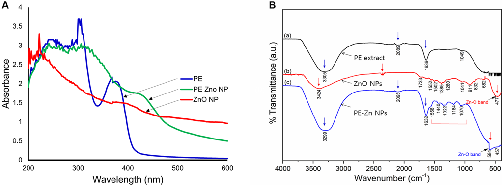 (A) UV absorption spectrum of PE, ZnO NPs, and PE-ZnO NPs. (B) The FT-IR spectra analysis of PE, ZnO NPs, and PE-ZnNP.