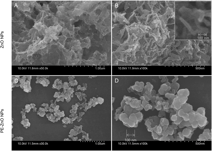 (A and B) This is a schematic diagram showing the shape of ZnO NPs. (C and D) Pomegranate-zinc oxide nanoparticles (PEZnO NPs) were measured by SEM.