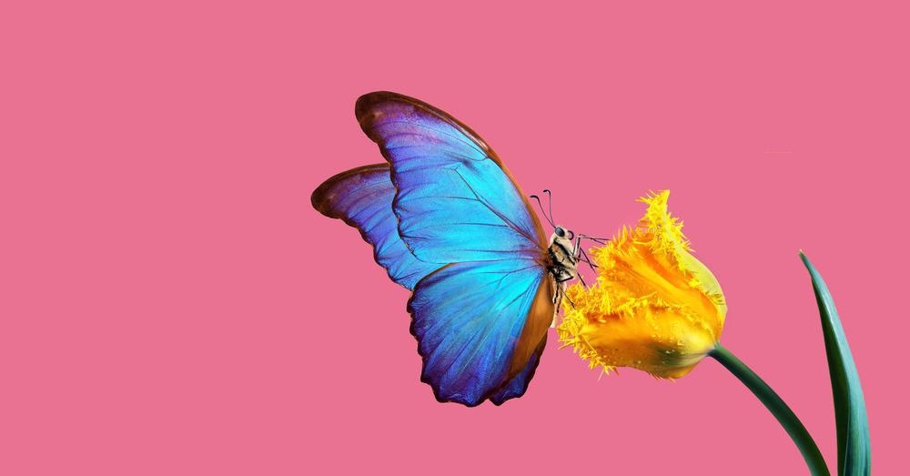 butterfly, wings, solar energy