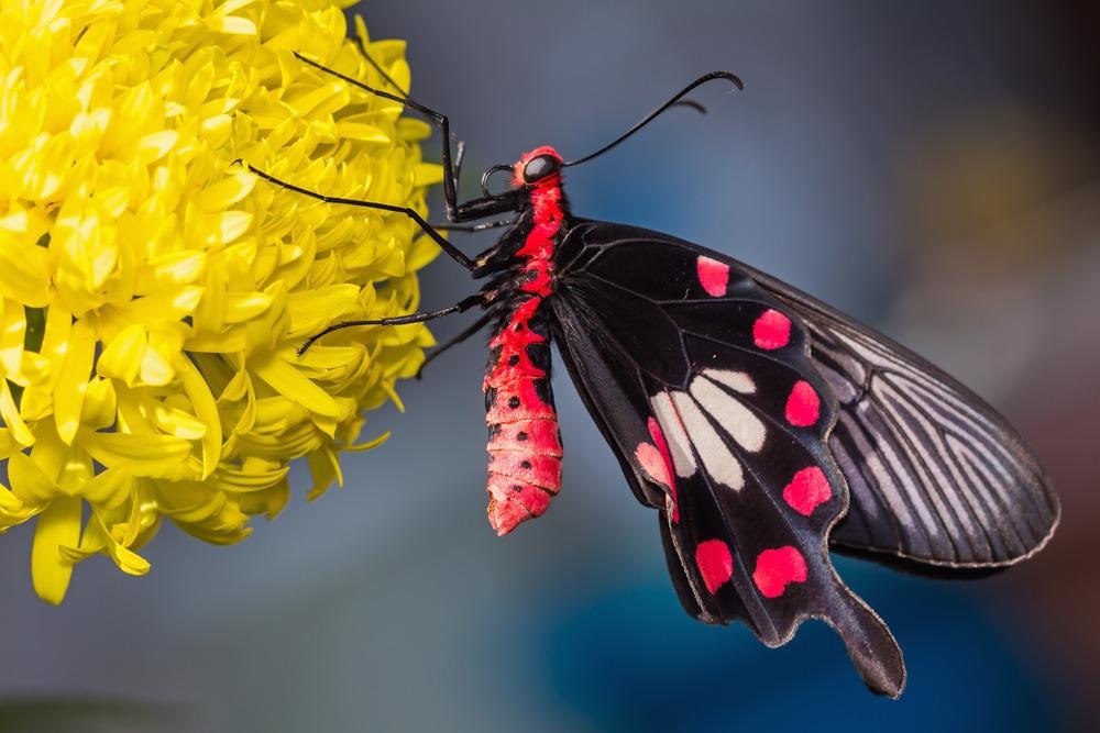 butterfly, nanostructures, wings