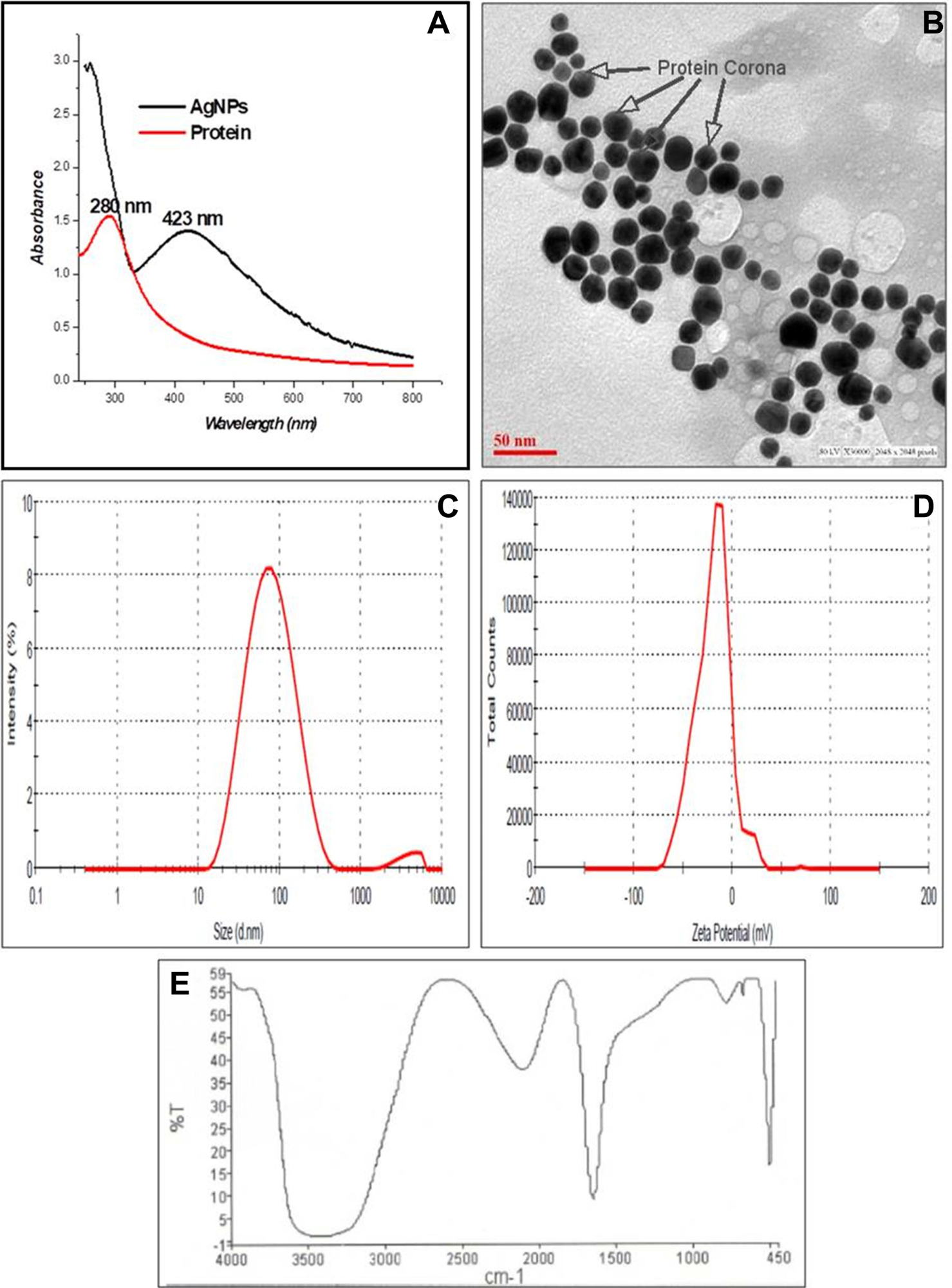 Characterization of B. hispida fruit proteins mediated synthesis of AgNPs by physical techniques: (A) UV-visible spectrum, (B) TEM Micrograph with light gray protein Corona mark by an arrow, (C) size distribution by DLS (D) zeta potential (E) surface characterization by FTIR spectrum.