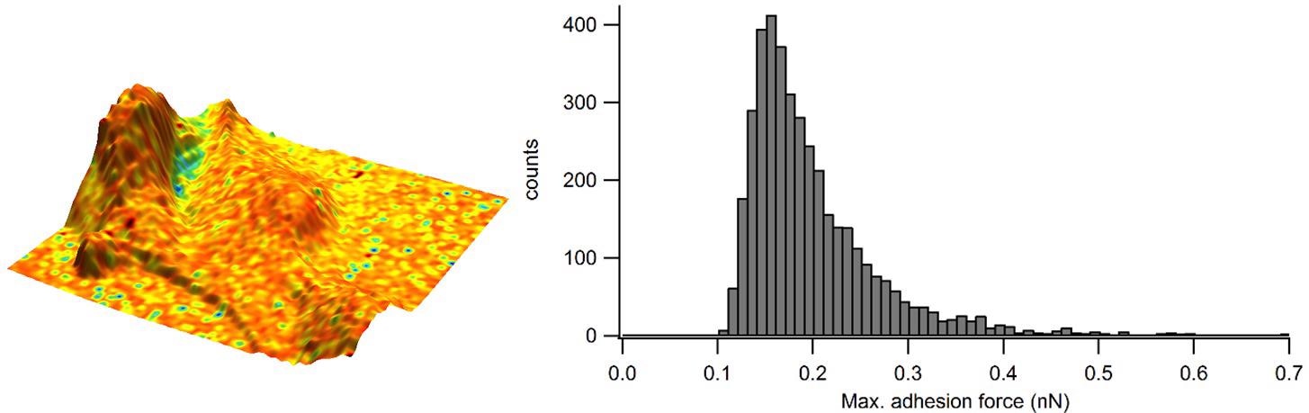 Adhesion overlaid in colour on the 3D representation of the sample height and corresponding adhesion distribution as a histogram.