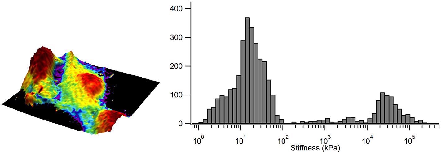 Elastic modulus overlaid in colour on the 3D representation of the sample height and corresponding elastic modulus distribution as a histogram.