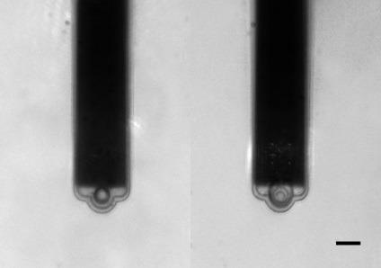 Left, 10 µm bead attached to FluidFM probe. Right, 15 µm bead attached to FluidFM probe. Scale bar is 15 µm.