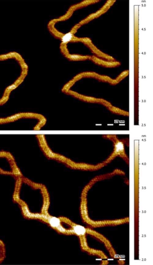 Stable high-resolution imaging of DNA in liquids.