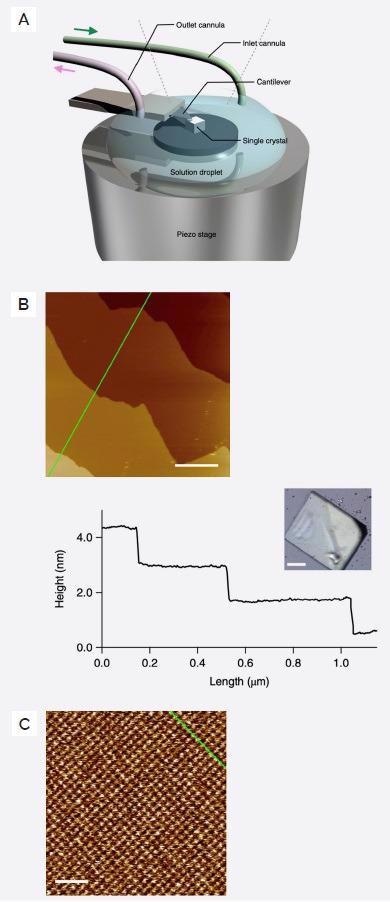 Cypher ES Sample environment and associated images. A) Single Crystal PCP immersed in liquid using a Cypher ES perfusion cell. B) Topographic image of {0,0,1} crystal face (inset to the right) imaged in DMF at 19.5 Hz line scan rate. Line profile to the right shows 1 nm terrace step heights. Scale bar is 250 nm. C) Atomic resolution image on a single terrace showing atomic lattice. Scale bar is 5 nm.