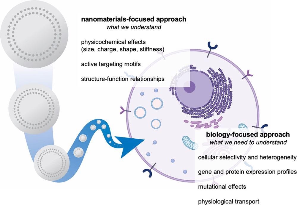Development of nanomaterials systems for drug delivery is traditionally focused on the study and optimization of materials properties. To overcome biological delivery barriers, we must shift the focus to understanding the interactions of cells and tissues with nanocarriers. We can achieve this through integrated approaches, including the use of nanoparticle libraries, pooled screening, and omics characterization.