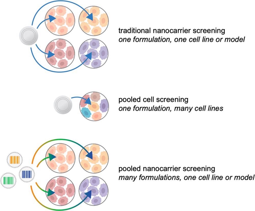 Illustrated examples of nanocarrier screening approaches. Traditionally, candidate formulations are tested iteratively, in one or two models at a time, with a focus on materials property testing. Through the use of pooled cell screening, the same formulations can be screened against hundreds of cell lines simultaneously, providing insight into the biological features mediating successful nanocarrier targeting and uptake. Alternatively, barcoding strategies can be implemented to pool nanocarriers for accelerated biological screening.