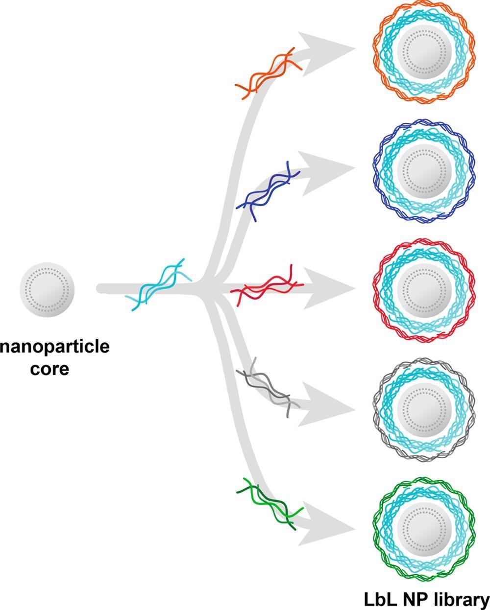 Layer-by-layer assembly enables the generation of nanocarrier libraries wherein one component is varied while all others are kept constant. Illustrated here is an example of a common nanoparticle core and polyelectrolyte layer being separately coated with a range of polyanions to generate a nanocarrier library focused on evaluating surface chemistry effects.