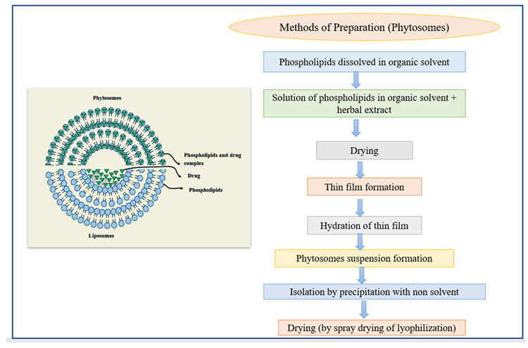 The structure of phytosomes and different methods of the preparation of liposomes.