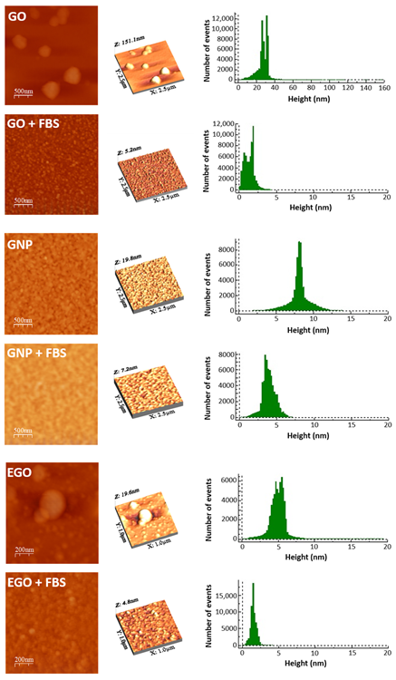 AFM 2D, 3D morphology and high profile of GO, GO + FBS, GNP, GNP + FBS, EGO and EGO + FBS.