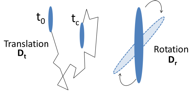 Illustration of the Brownian motion of anisotropic particles where translational diffusion coefficient (Dt) and rotational diffusion coefficient (Dr) are its main characteristics.