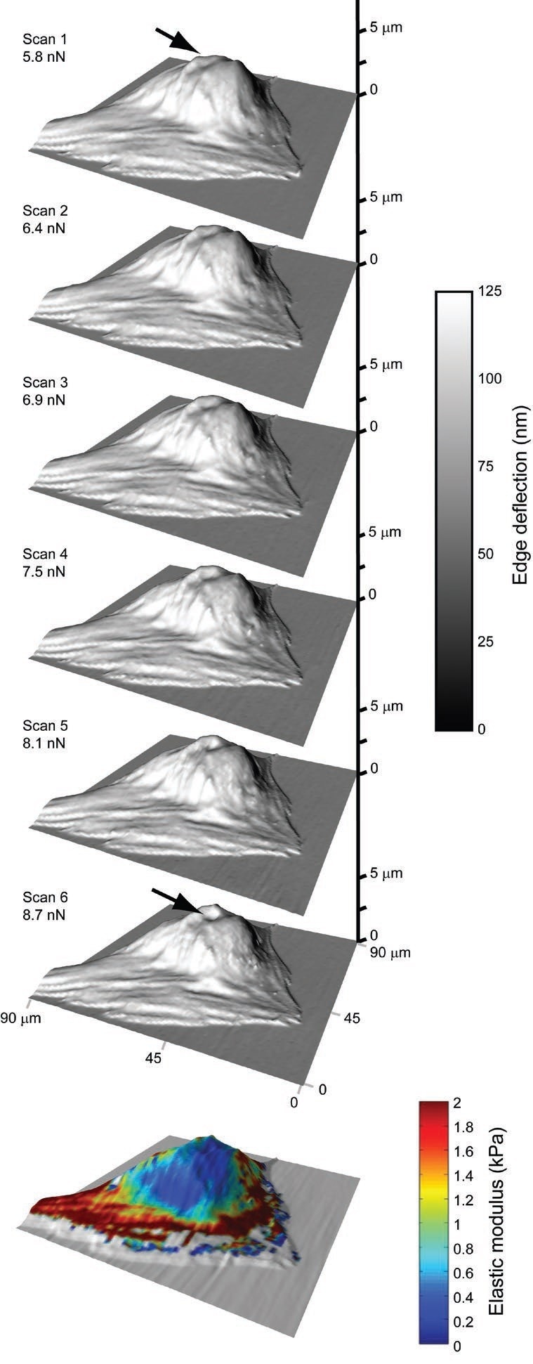 An incremental series of quick, contact-mode scans can be stacked to capture force-indentation curves for all points in an image. Elastic moduli can then be extrapolated from these data, producing high-resolution, spatial modulus maps. The arrow points to a region of greater compliancy located over the cell nucleus.
