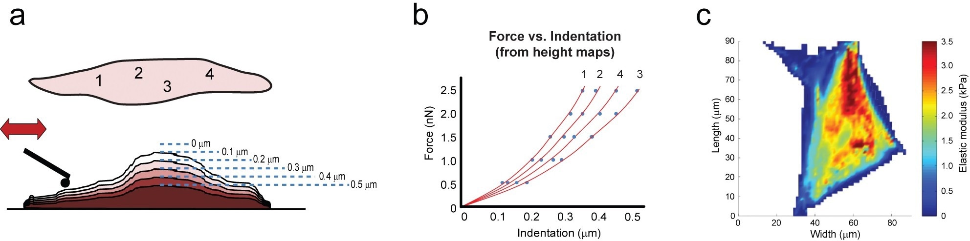 Force scanning involves combining a series of contact-mode scans that deform a material with incrementally larger setpoint forces (a). Using height and setpoint data, force vs. indentation curves can be constructed for all points across a sample, which are then fit with mathematical models to obtain mechanical properties (b). Overlaying this information on the sample can reveal structure-property relationships (c).