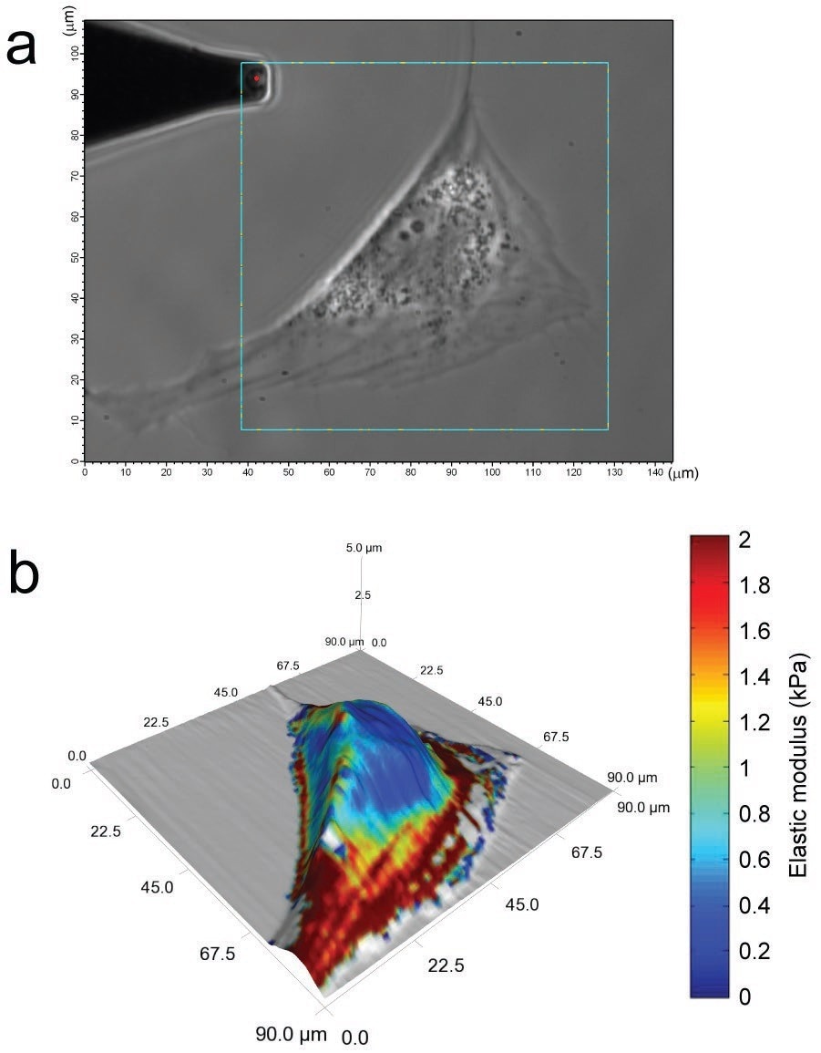 Living, adipose-derived stem cells (ASC), viewed using phase contrast imaging, can be assessed for mechanical property variations across their surface (a). A 128x128 point scan reveals lower moduli in the perinuclear area and higher moduli over cytoskeletal actin filaments (b). This detailed, topographical and mechanical property information was obtained from a six-minute scan.
