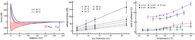 Evaluating adhesion in thermoresponsive polymers. Layers of end-grafted poly(di(ethylene glycol)methyl ether methacrylate) (PDEGMA) homopolymer brushes were prepared with different dry thickness d. (left) Examples of force-displacement curves acquired with a colloidal probe in water at different temperatures (d = 27 nm), indicating the adhesion force Fadh and work of adhesion wadh. (middle) Fadh increased linearly with d and monotonically with temperature. (right) wadh showed a sigmoidal temperature dependence, as did elastic modulus (not shown). The results indicate a thickness-dependent characteristic temperature at which layer properties change significantly. This tunable, thermally-induced switching could be used for nonfouling coatings and other biomedical applications. Acquired on the MFP-3D AFM with the BioHeater sample stage.