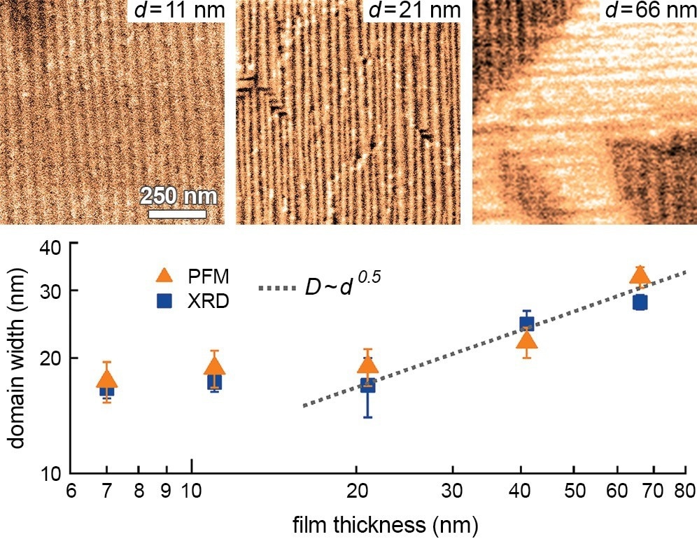 Strain effects in ferroelectric NaNbO3 (NNO) films grown on TbScO3 (TSO) substrates with metal organic chemical vapor deposition (MOCVD). Growth of epitaxial NNO on TSO results in significant anisotropic misfit strain. Understanding relations between strain, crystal structure, and ferroelectric response will enable finetuning of film properties. The lateral piezoresponse force microscopy (PFM) image on a film with thickness d = 11 nm reveals a strong in-plane piezoresponse with highly ordered domains (vertical stripes). For a thicker film (d = 21 nm), distortions in the alignment appear. For an even thicker film (d = 66 nm), 90º domains (horizontally striped regions) are observed, indicating a 1D to 2D domain pattern transformation. The graph shows values for the lateral piezoelectric domain width D obtained by PFM and x-ray diffraction (XRD). The dependence of D on d changes from approximately constant to the predicted D ? d0.5 (dotted line) at d ˜ 20 nm, where the 1D to 2D transformation occurs. Acquired on the MFP-3D AFM.