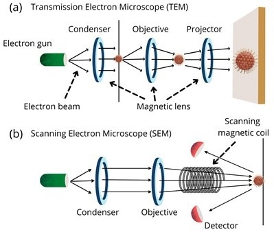 Schematic diagrams of (a) Transmission Electron Microscope (TEM) and (b) Scanning Electron Microscope (SEM).