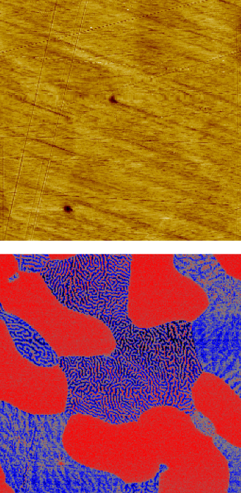Magnetic force microscopy of a steel sample with 2 different magnetic phases. Scan size: 80 x 80 µm2.