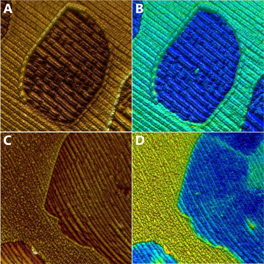 Quality control of chemical vapor deposition (CVD) grown graphene on post-oxidized copper by lateral force imaging and KPFM. (A) Topography and (B) friction force images, simultaneously recorded. The friction was calculated from the difference between the forward and backward lateral deflection channels. Scan size: 5 x 5 µm2. (C) Topography and (D) contact potential difference images. Scan size 10 x 10 µm2