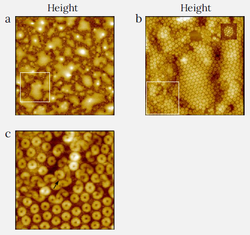 Height images of F14H20 layers on Si substrate, showing multiple arrays of molecular self-assemblies in the shape of nanoscale toroids. The white square in (a) indicates the location of the enlarged pattern in (c) and the white square in (b) indicates the location of the (c). Arrow in (c) indicates ribbons, where the toroids have failed to form. (a) Image size: 5 x 5 µm2, height range: 20 nm. (b) Image size: 1.5 x 1.5 µm2, height range: 14 nm. (c) Image size: 0.5 x 0.5 µm2, height range: 9 nm.