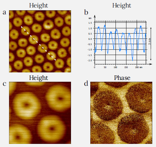 Height (a,c) and phase (d) images of F14H20 layers on Si. The height profile (b) was taken along the white dashed line in (a). (a) Image size: 0.3 x 0.3 µm2, height range: 5 nm. (c,d) Image size: 0.1 x 0.1 µm2, height range: 4.2 nm, phase range 9°.