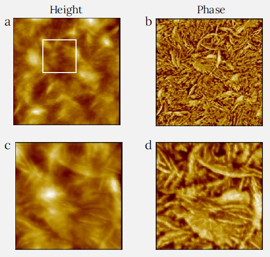 Height and phase images of LLDPE film measured using CleanDrive technique. The sample was prepared by spin-cast of its toluene solution on Si substrate. Image size: 2 x 2 µm2, height range: 76 nm, phase range 65°. White square in (a) shows the area where images (c) and (d) were recorded. Image size for (c) and (d) is 0.6 x 0.6 µm2, height range: 32 nm, phase range 57°.