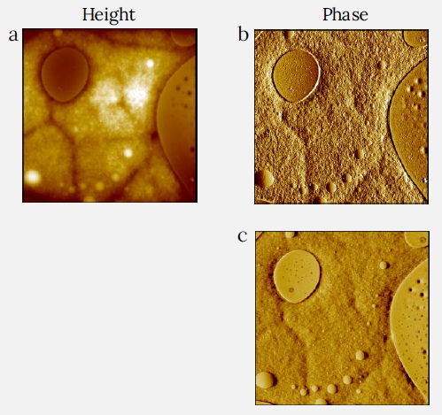 Height (a) and phase (b,c) images of PS and LDPE blend film measured with CleanDrive technique. The sample was prepared by spincast of its toluene solution on Si substrate. Two phase images were measured with different tip forces by varying the setpoint amplitude of cantilever oscillation. Lower setpoint corresponds to higher force (b: 65%, c: 50%). Higher force image shows higher phase contrast. Image size: 10 x 10 µm2, height range: 120 nm, phase range 25° (b) and 90° (c).